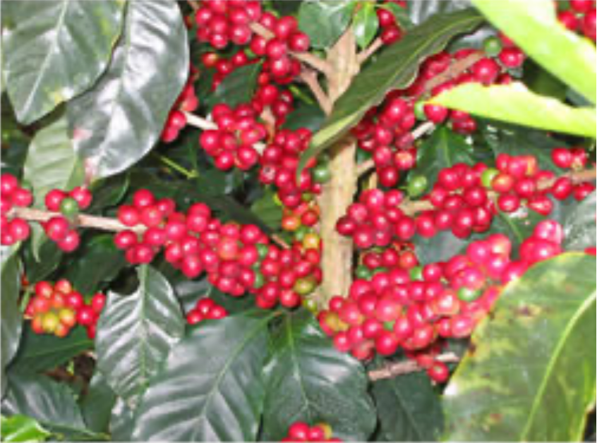 Panama La Esmeralda Private Collection Geisha Natural（パナマ ラ エスメラルダ プライベート コレクション ゲイシャ ナチュラル）100g【受注焙煎・自家焙煎コーヒー豆】【リッチで複雑な風味 フローラルな香りのゲイシャ】