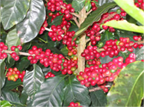 Panama La Esmeralda Private Collection Geisha Natural（パナマ ラ エスメラルダ プライベート コレクション ゲイシャ ナチュラル）100g【受注焙煎・自家焙煎コーヒー豆】【リッチで複雑な風味 フローラルな香りのゲイシャ】