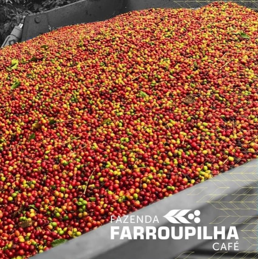Brazil Geisha Farroupilha Farm Natural（ ブラジル ゲイシャ ファホーピリャ農園 ナチュラル ）100g【受注焙煎・自家焙煎コーヒー豆】【気品ある花香と完熟果実の濃厚な甘みが溶け合う】