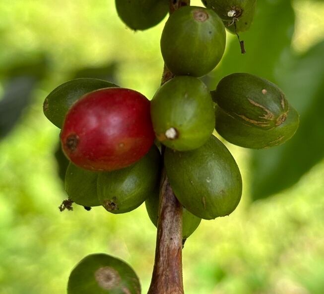 Papua New Guinea Siwet Plantation（パプアニューギニア シウェット プランテーション)　【受注焙煎・自家焙煎コーヒー豆】【優しい酸味とフルーティーな味わい】
