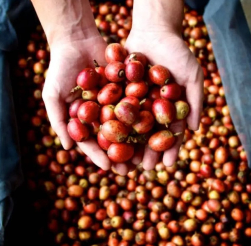 Malaysia Liberica My Liberica Farm Natural（マレーシア リベリカ マイリベリカ農園 ナチュラル）100g【受注焙煎・自家焙煎コーヒー豆】【独特な風味でスパイシーな苦味】【希少なリベリカ種】