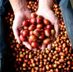 Malaysia Liberica My Liberica Farm Natural（マレーシア リベリカ マイリベリカ農園 ナチュラル）100g【受注焙煎・自家焙煎コーヒー豆】【独特な風味でスパイシーな苦味】【希少なリベリカ種】