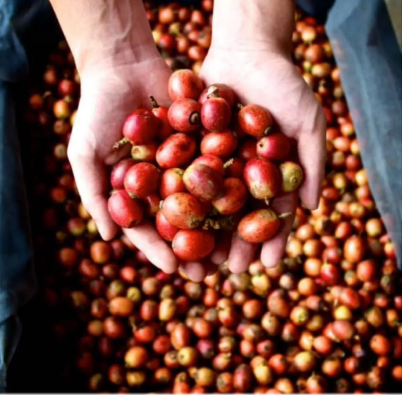 Malaysia Liberica My Liberica Farm Natural（マレーシア リベリカ マイリベリカ農園 ナチュラル）100g【受注焙煎・自家焙煎コーヒー豆】【独特な風味でスパイシーな苦味】【希少なリベリカ種】