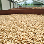 Indonesia Mandheling G1 S18 Harapan（インドネシア マンデリンG1 ハラパン S18）100g【受注焙煎・自家焙煎コーヒー豆】【酸味を抑えた力強いコク】