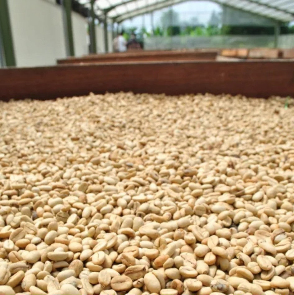 Indonesia Mandheling G1 S18 Harapan（インドネシア マンデリンG1 ハラパン S18）100g【受注焙煎・自家焙煎コーヒー豆】【酸味を抑えた力強いコク】