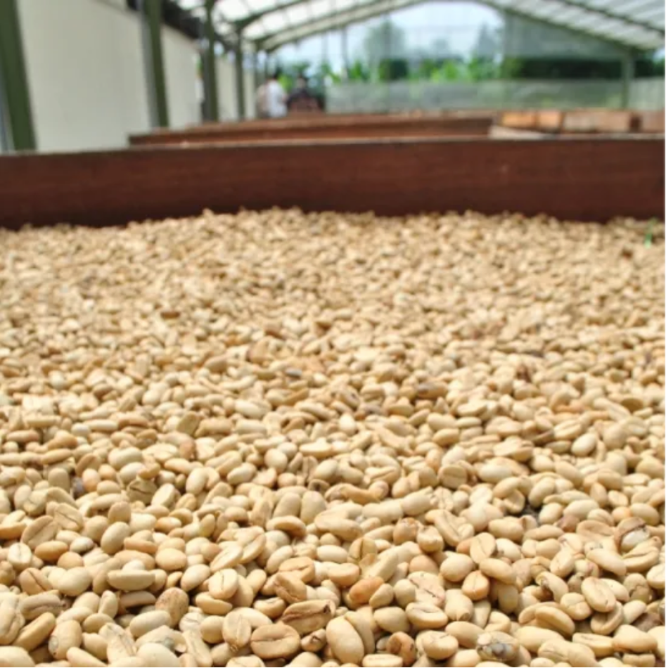 Indonesia Mandheling G1 S18 Harapan（インドネシア マンデリンG1 ハラパン S18）100g【受注焙煎・自家焙煎コーヒー豆】【酸味を抑えた力強いコク】