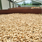 Indonesia Mandheling G1 S18 Harapan（インドネシア マンデリンG1 ハラパン S18）100g【受注焙煎・自家焙煎コーヒー豆】【酸味を抑えた力強いコク】