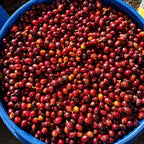 Honduras El Jardín Farm Pacas Anaerobic Natural SHG（ホンジュラス エル ハルディン農園 パカス アナエロビック ナチュラル SHG）100g 【受注焙煎・自家焙煎コーヒー豆】【ベリーの酸味に程よい発酵感】