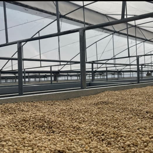 Panama Boquete El Palomar Farm Geisha Natural（パナマ ボケテ エル パロマール農園 ゲイシャ ナチュラル）100g【受注焙煎・自家焙煎コーヒー豆】【繊細なジャスミンの香りと甘く力強いフルーツフレーバー】