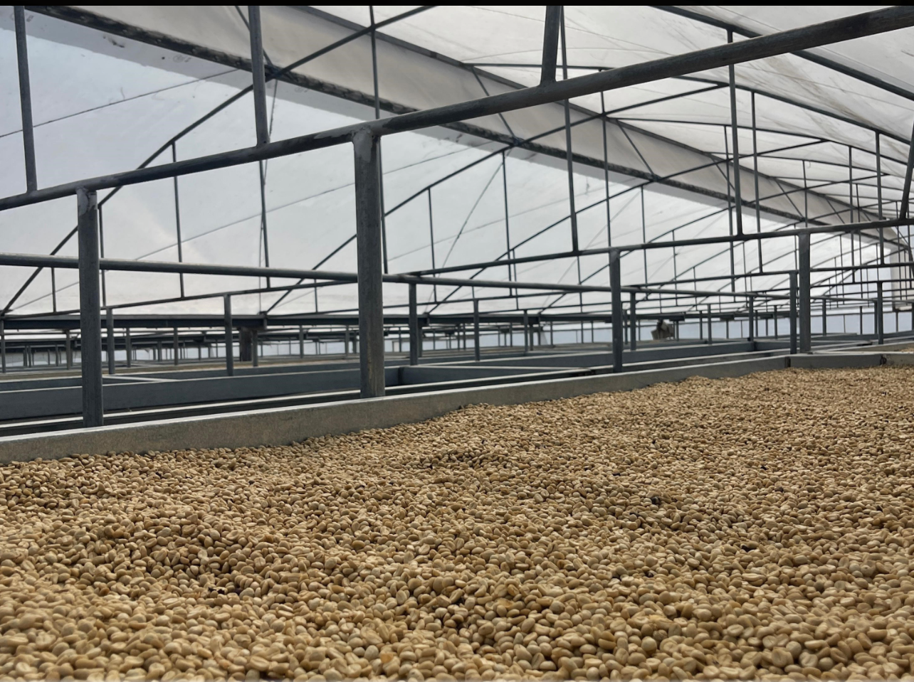 Panama Boquete El Palomar Farm Geisha Natural（パナマ ボケテ エル パロマール農園 ゲイシャ ナチュラル）100g【受注焙煎・自家焙煎コーヒー豆】【繊細なジャスミンの香りと甘く力強いフルーツフレーバー】