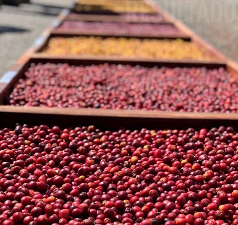 Brazil Geisha Farroupilha Farm Natural（ ブラジル ゲイシャ ファホーピリャ農園 ナチュラル ）100g【受注焙煎・自家焙煎コーヒー豆】【気品ある花香と完熟果実の濃厚な甘みが溶け合う】