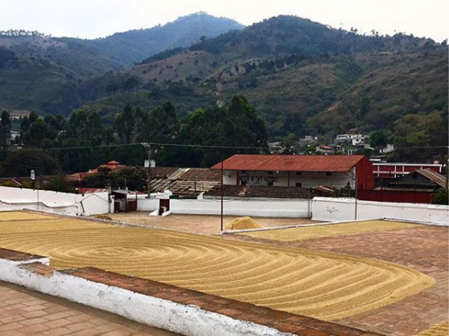 Guatemala Antigua Dorado Yellow Bourbon Washed SHB（グアテマラ アンティグア ドラド イエローブルボン ウォッシュ SHB）100g 【受注焙煎・自家焙煎コーヒー豆】【透き通るようなクリーンさと、とろける蜂蜜の甘い余韻】