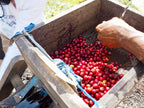 East Timor Microlot Hawleung Village Wash（東ティモール マイクロロット ハウレウン村 ウォッシュ）100g【受注焙煎・自家焙煎コーヒー豆】【甘味と酸味の良いバランス】