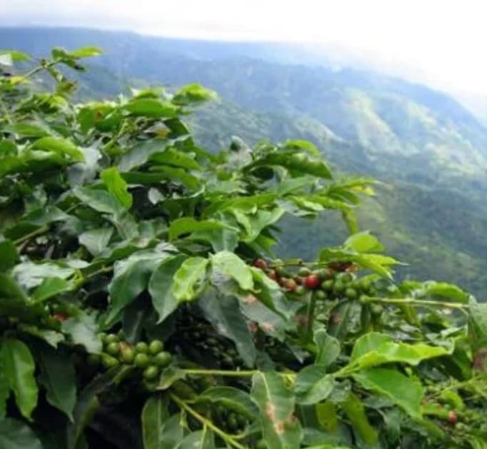 Jamaica Blue Mountain No.1（ジャマイカ ブルーマウンテン NO.1）100g【受注焙煎・自家焙煎コーヒー豆】【コーヒーの王者が持つ究極の調和】