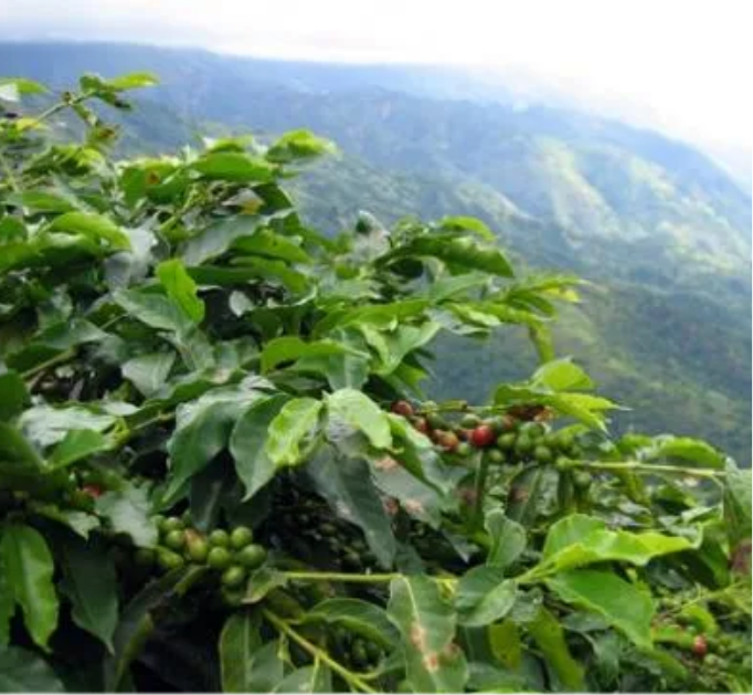 Jamaica Blue Mountain No.1（ジャマイカ ブルーマウンテン NO.1）100g【受注焙煎・自家焙煎コーヒー豆】【コーヒーの王者が持つ究極の調和】