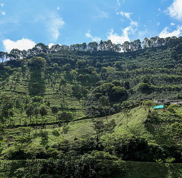 Colombia CGLE Las Margaritas Farm Excelso（コロンビア CGLE ラス・マルガリータス農園 エクセルソ）100g【受注焙煎・自家焙煎コーヒー豆】【苦味と酸味のバランス良い・イエローブルボン】