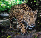 Costa Rica Jaguar Honey（コスタリカ ジャガー ハニー）100g【受注焙煎・自家焙煎コーヒー豆】【ベリーのような爽やかな酸味】