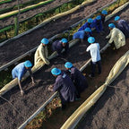 Uganda Darley – Mount Elgon Buyaji Anaerobic Natural（ウガンダ ダーレー社 マウントエルゴン ブヤジ アナエロビックナチュラル ）100g 【受注焙煎・自家焙煎コーヒー豆】【爽やかな果実味と、ウイスキーのような発酵感】