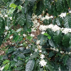 Colombia Cleopatra（コロンビア クレオパトラ）100g【受注焙煎・自家焙煎コーヒー豆】【苦味と酸味のバランス良い】