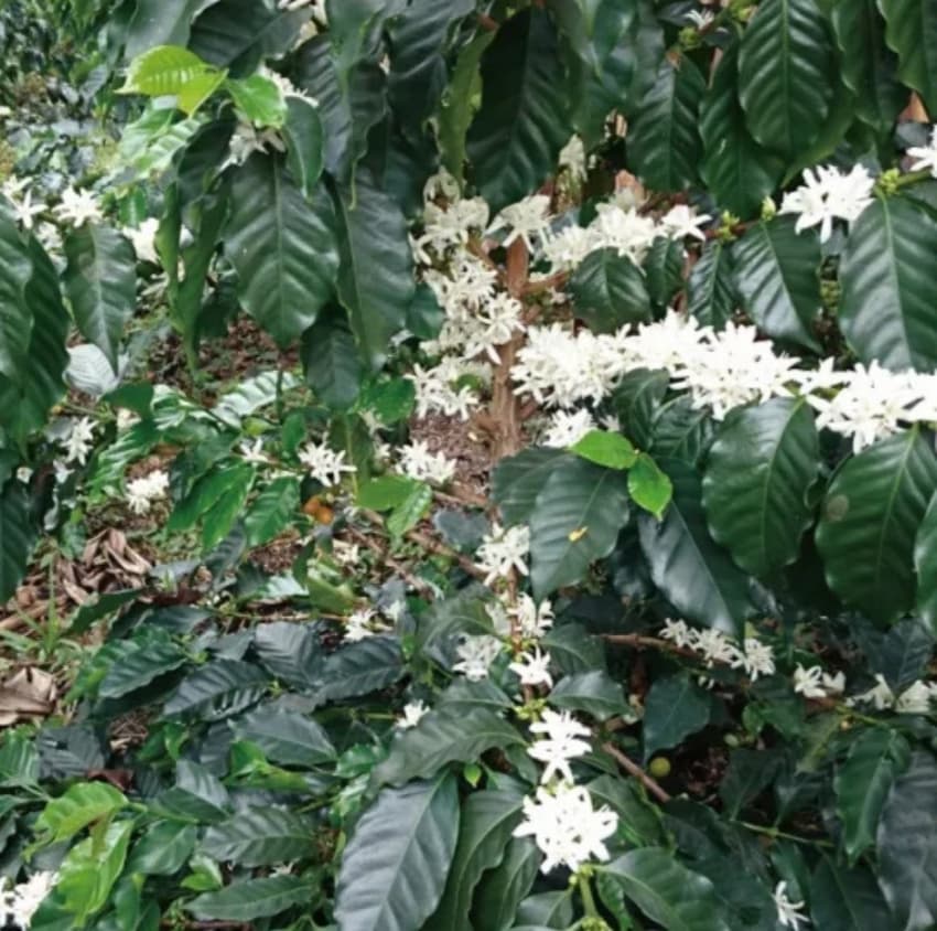 Colombia Cleopatra（コロンビア クレオパトラ）100g【受注焙煎・自家焙煎コーヒー豆】【苦味と酸味のバランス良い】