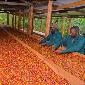 Uganda Darley – Mount Elgon Buyaji Anaerobic Natural（ウガンダ ダーレー社 マウントエルゴン ブヤジ アナエロビックナチュラル ）100g 【受注焙煎・自家焙煎コーヒー豆】【爽やかな果実味と、ウイスキーのような発酵感】