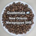 Guatemala New Oriente Maragogype SHB（ グアテマラ ニューオリエンテ マラゴジッペ SHB）100g【受注焙煎・自家焙煎コーヒー豆】【爽やかな酸味と深いコク】
