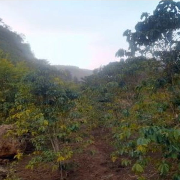 Ethiopia Harar Deder Natural G3（エチオピア ハラー デデール ナチュラル G3）100g 【受注焙煎・自家焙煎コーヒー豆】【酸味と苦み、甘味のバランス】