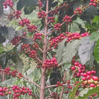 Ethiopia Harar Deder Natural G3（エチオピア ハラー デデール ナチュラル G3）100g 【受注焙煎・自家焙煎コーヒー豆】【酸味と苦み、甘味のバランス】