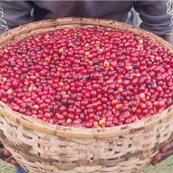 Ethiopia Harar Deder Natural G3（エチオピア ハラー デデール ナチュラル G3）100g 【受注焙煎・自家焙煎コーヒー豆】【酸味と苦み、甘味のバランス】